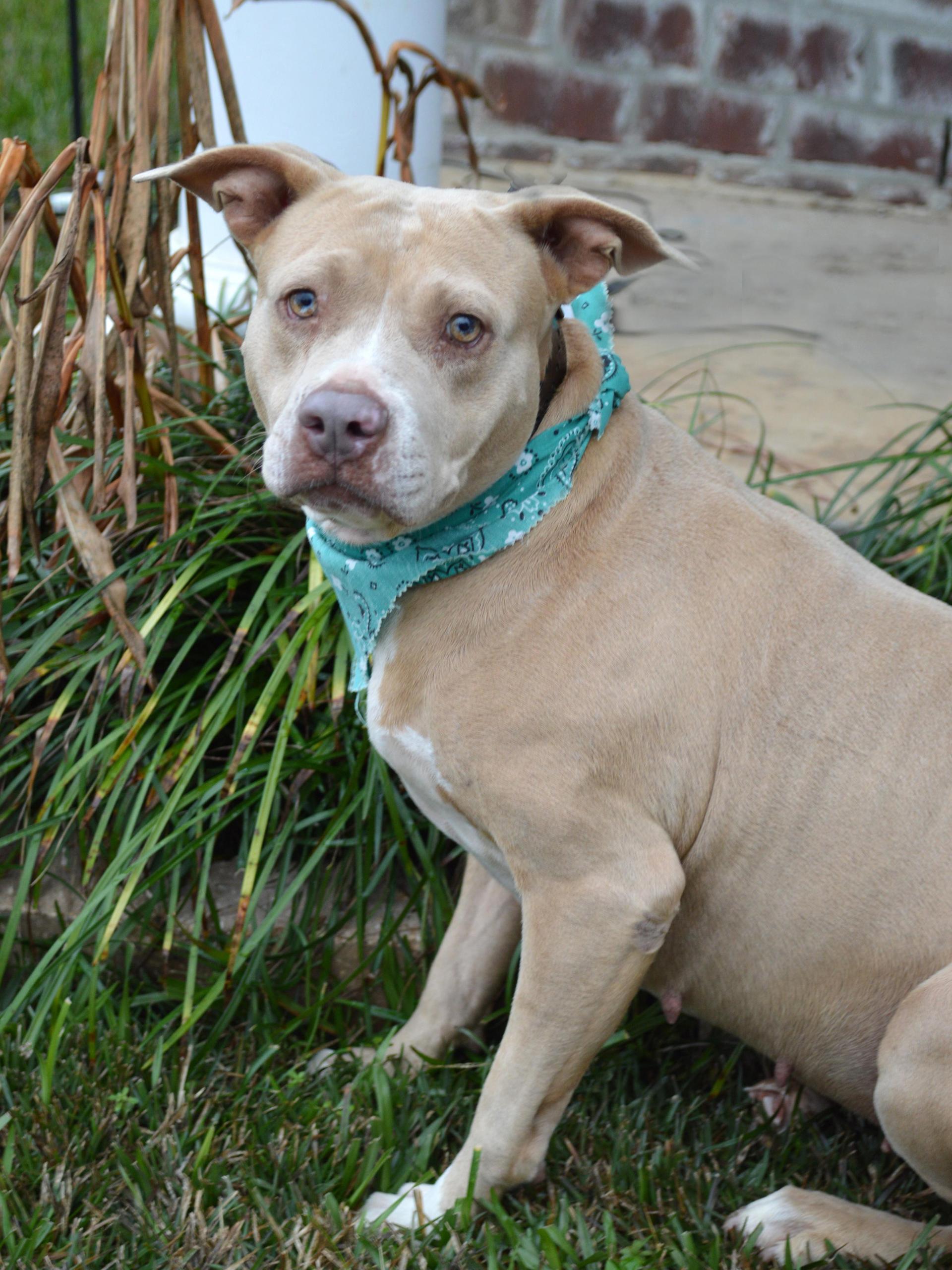 A young medium-sized female Yellow / Tan / Blond / Fawn American Staffordshire Terrier dog named Lady for adoption in Gulfport, MS