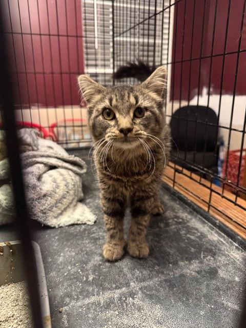 Fluffsterbonded photo 1