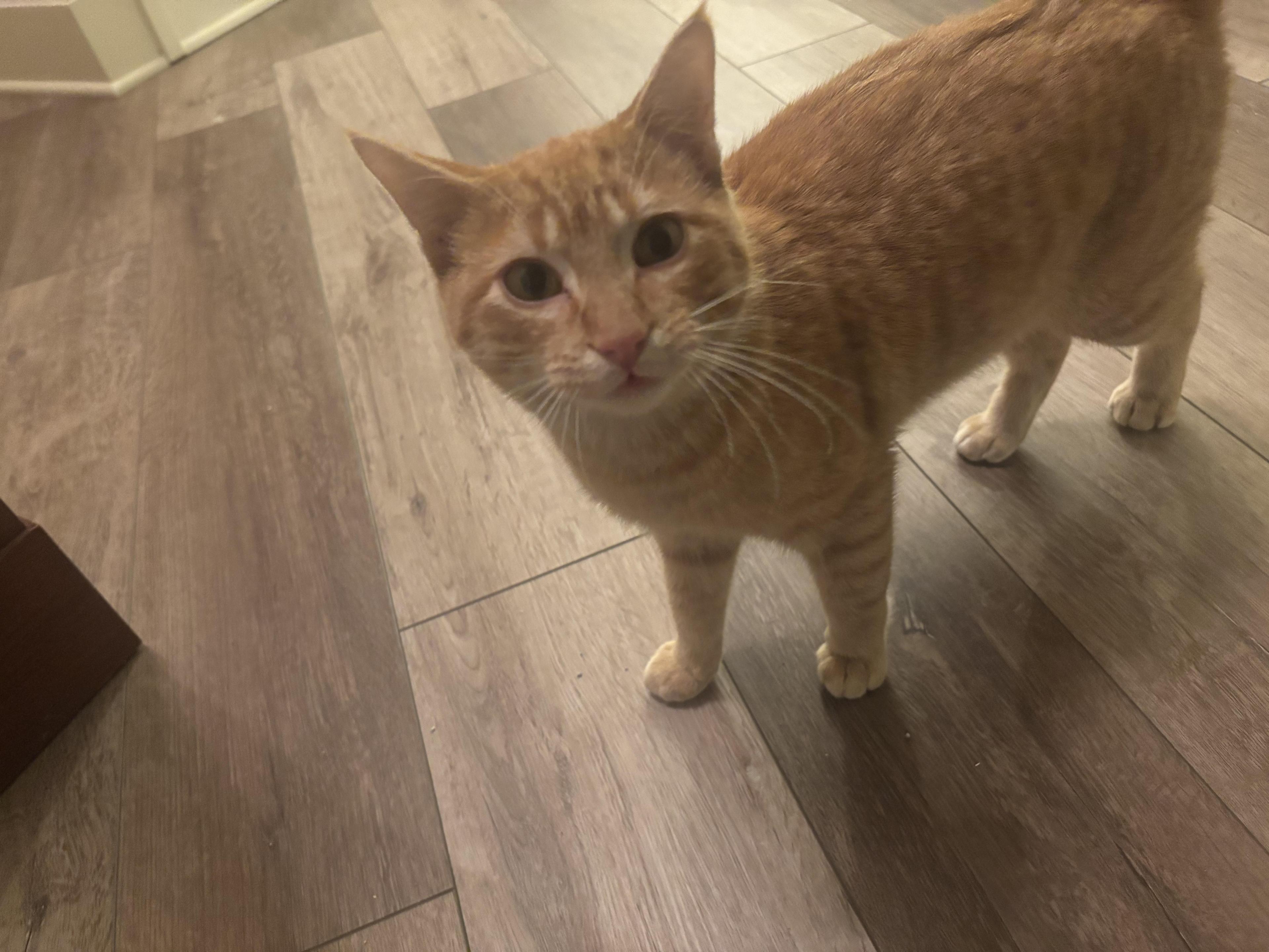 Prince Sven Charming