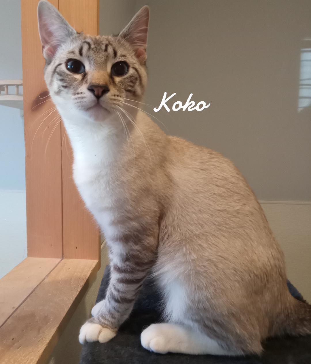 Koko