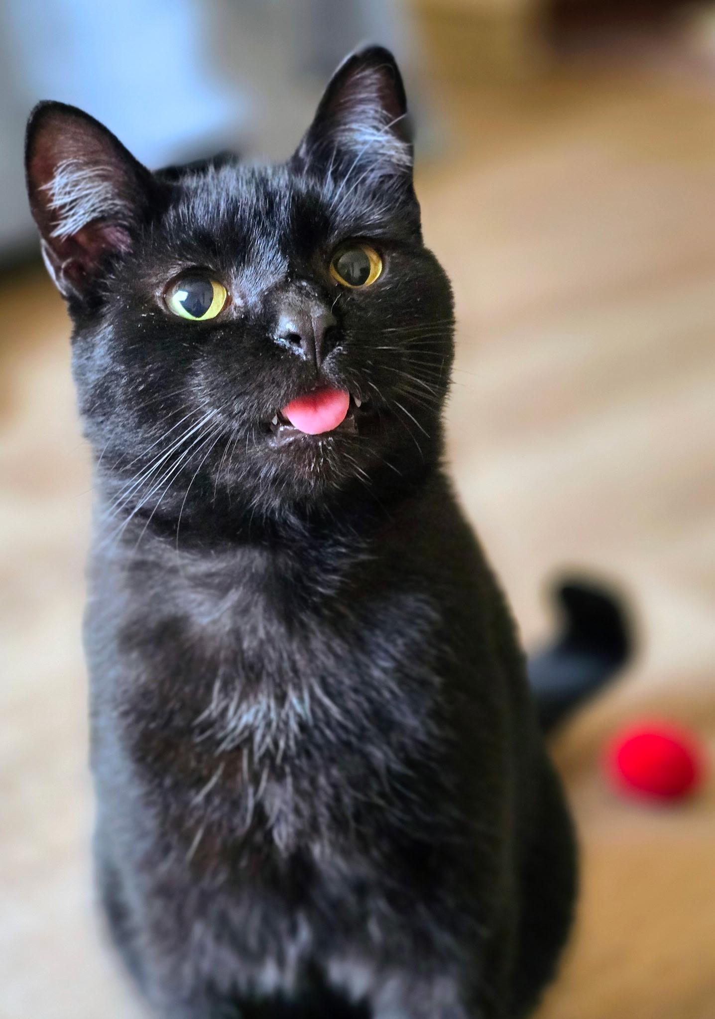An adult large-sized male Black Domestic Short Hair cat named Onyx for adoption in Mineral Point, WI