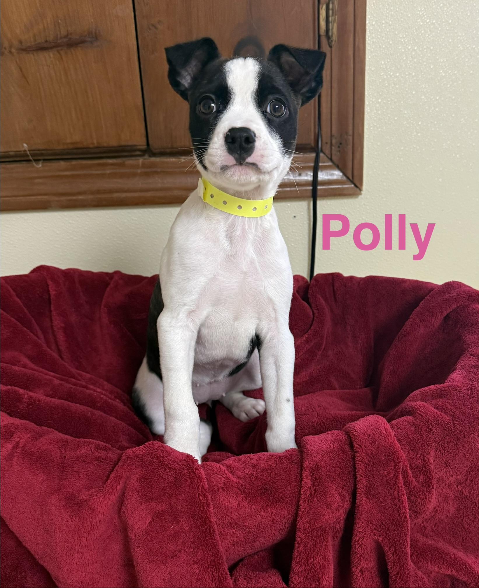 Polly