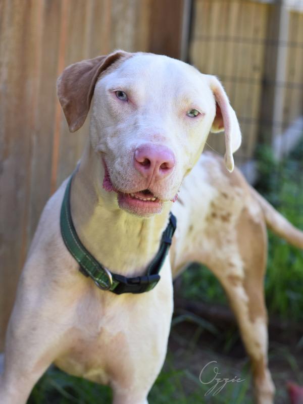 An adult large-sized male White / Cream Catahoula Leopard Dog dog named Ozzie for adoption in Humble, TX