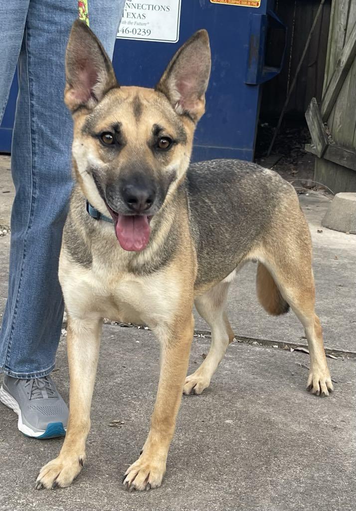 A young large-sized male Tricolor (Brown, Black, & White) German Shepherd Dog dog named Seth for adoption in Greeneville , TN