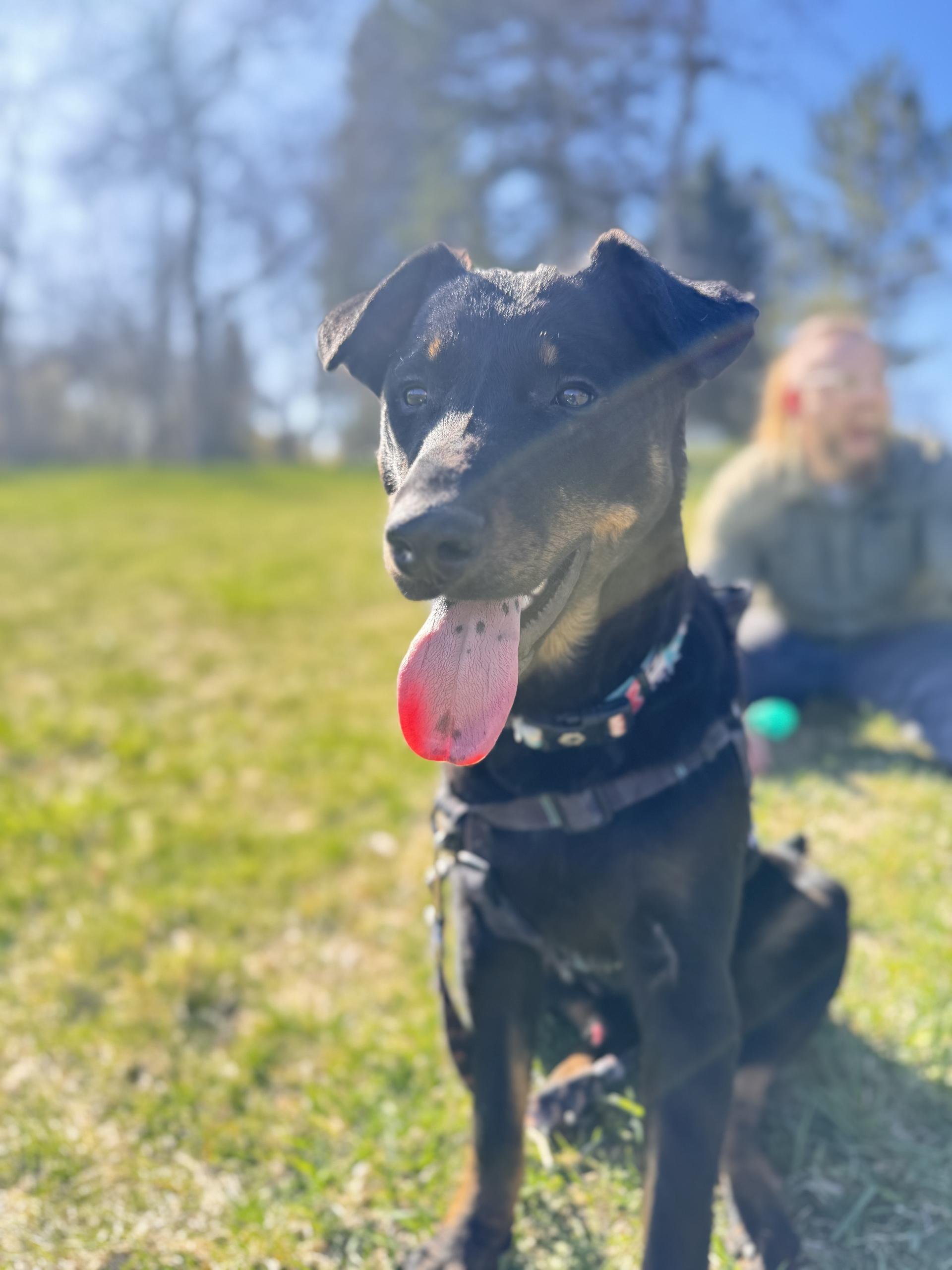 A young large-sized male German Shepherd Dog dog named Baron for adoption in Hardin, MT