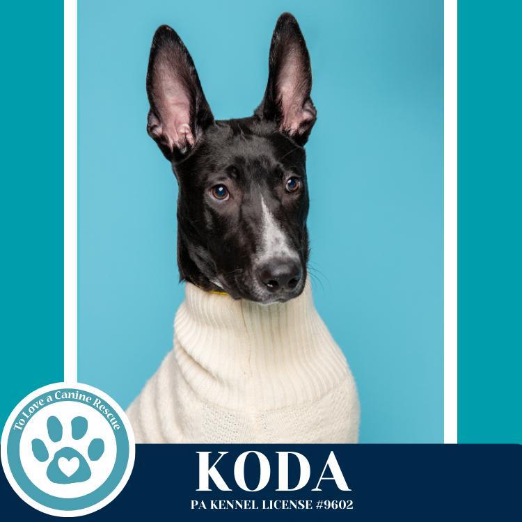 Koda