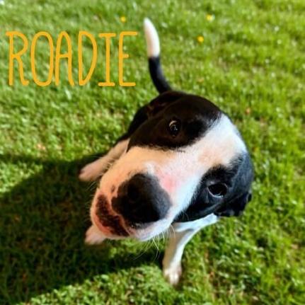 A young medium-sized male Harlequin Mixed Breed dog named Roadie for adoption in Quitman, TX