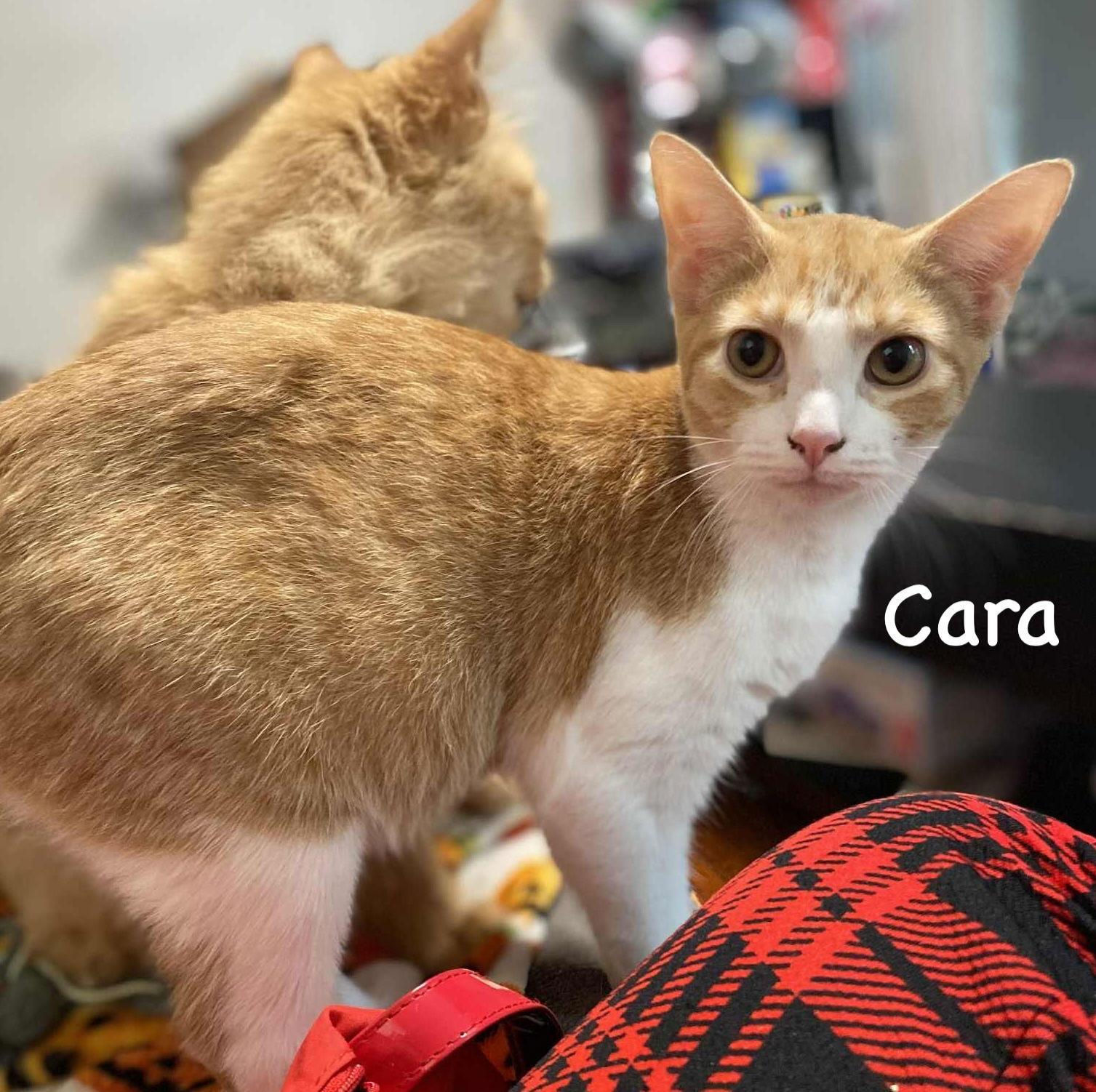 Cara