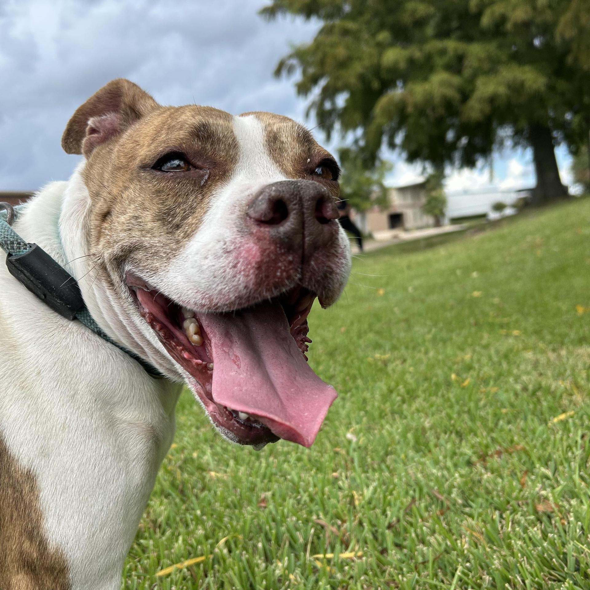 An adult large-sized female Boxer dog named Mama Mia for adoption in Pearland, TX
