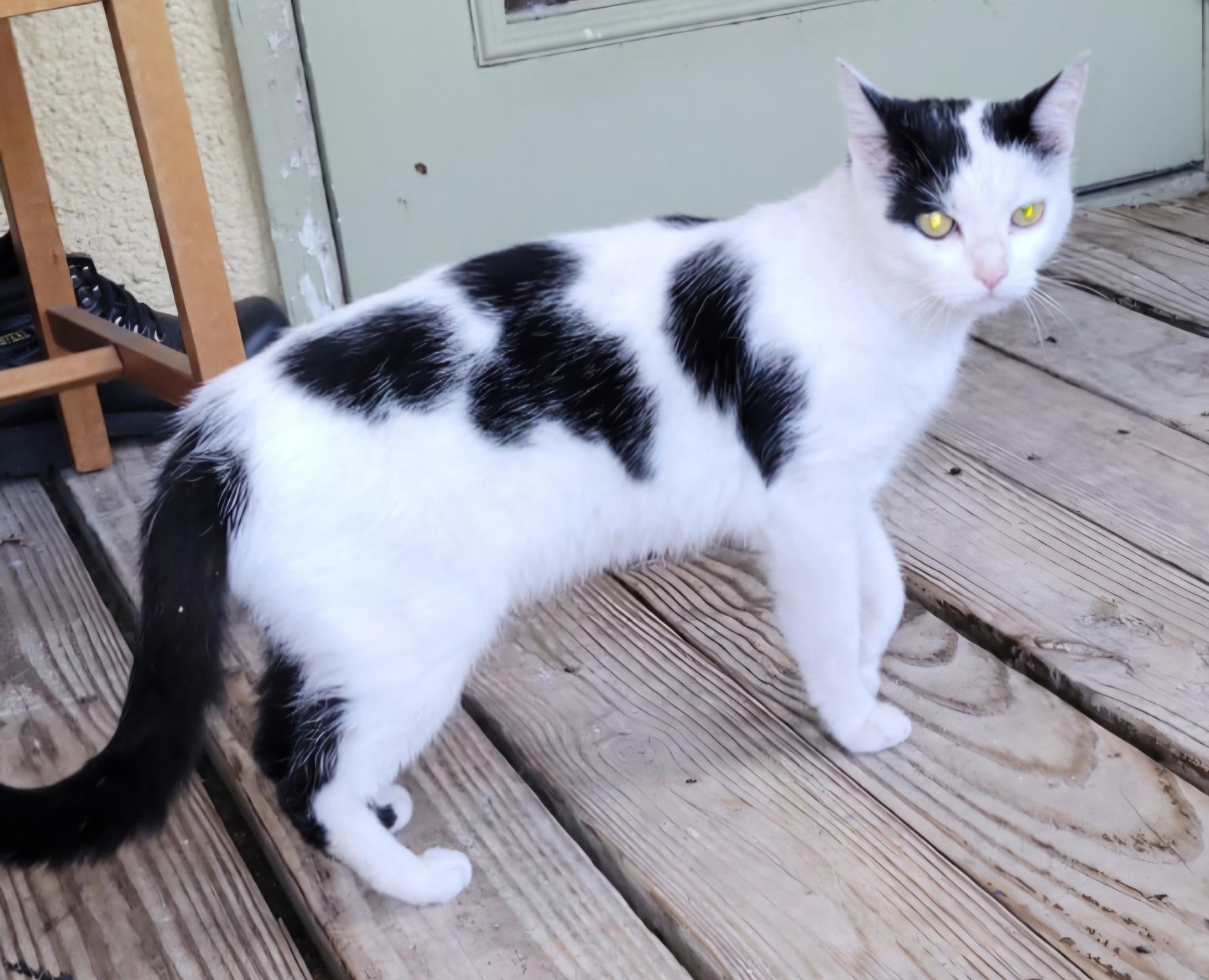 A young medium-sized female Domestic Short Hair cat named Lilly for adoption in Weston, FL