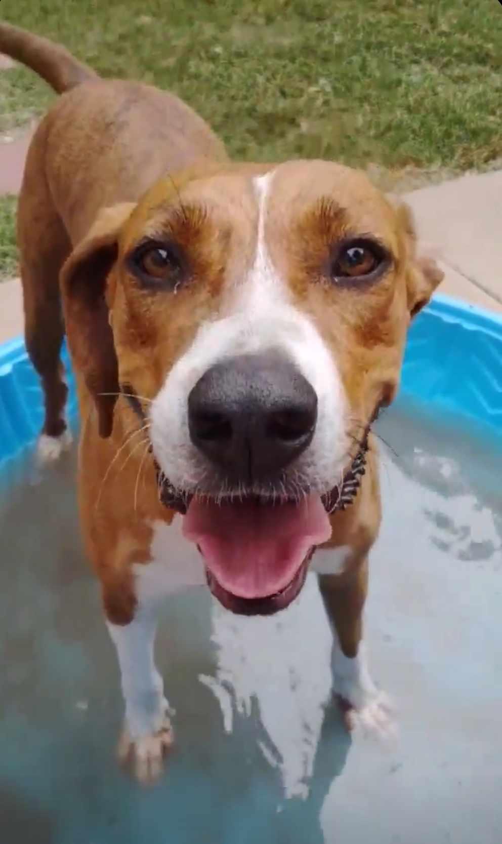 A young large-sized male Brindle Hound dog named Rocky for adoption in Houston, TX