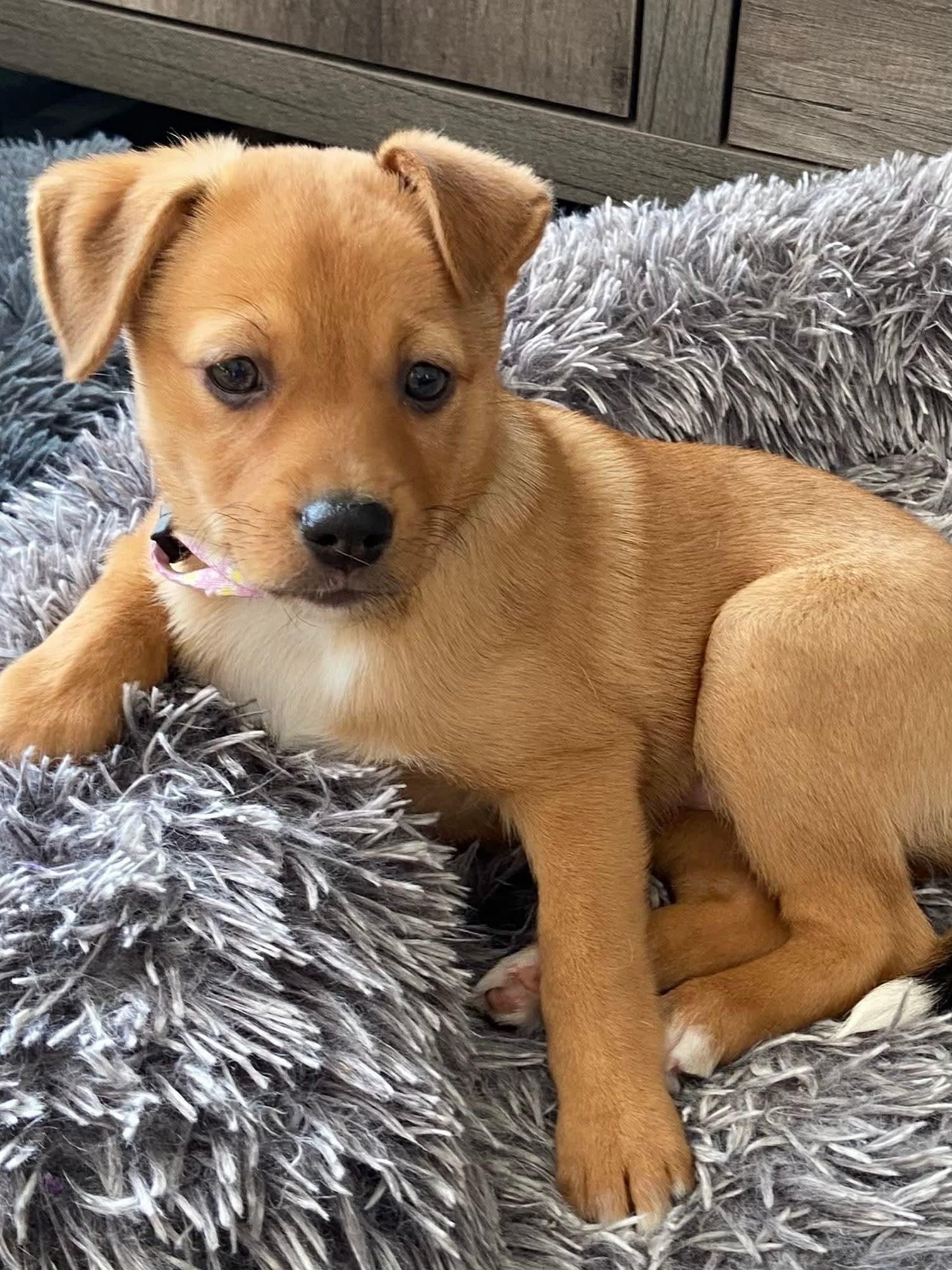 Scarlett The Aussie Mix