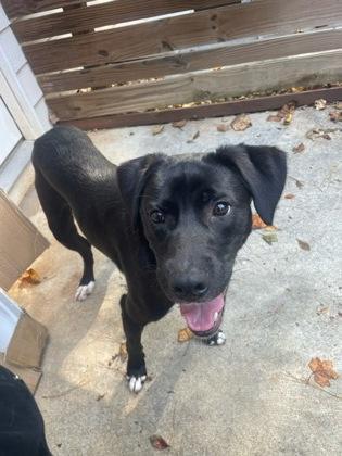 An adult medium-sized male Mixed Breed dog named Prince for adoption in Atlanta, GA