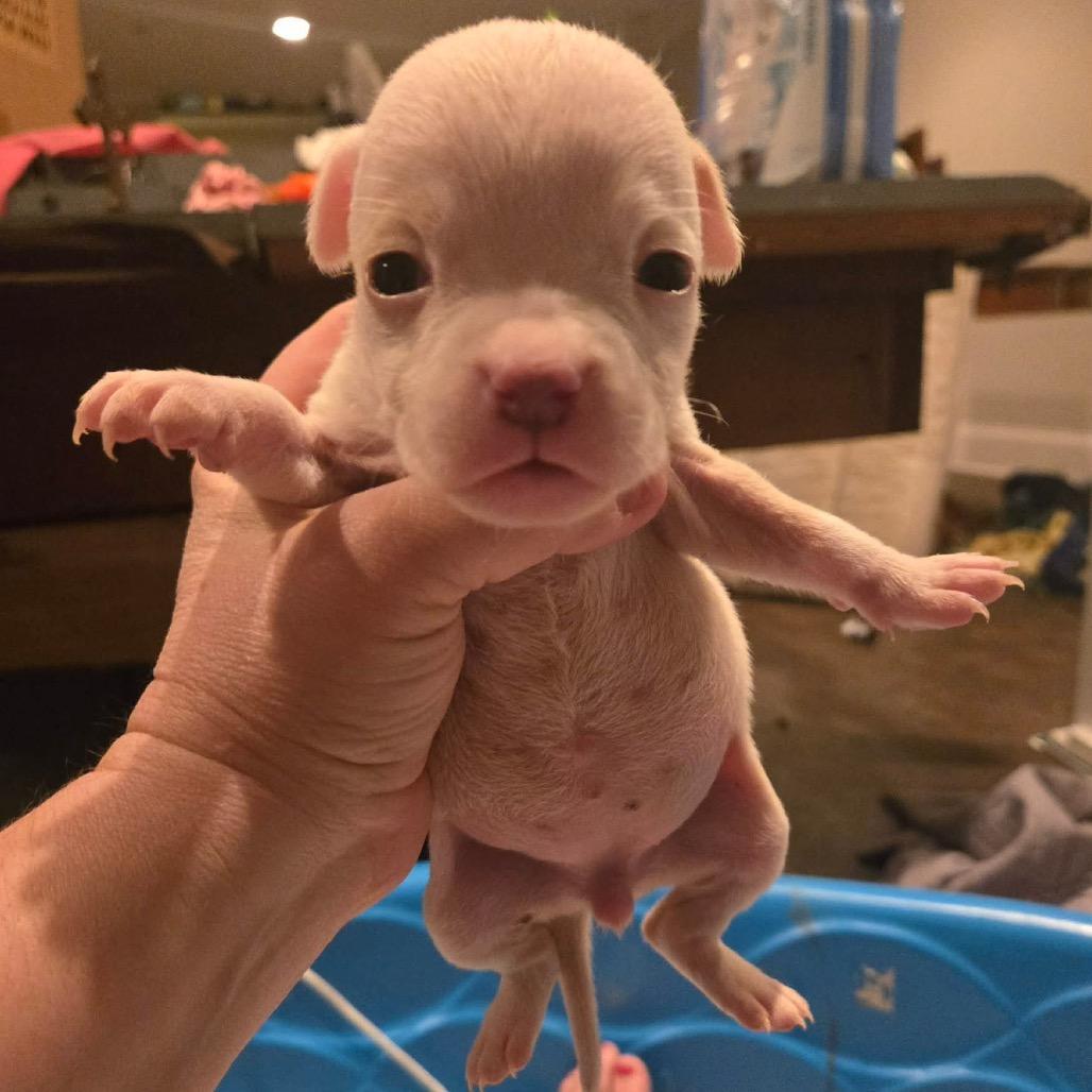 A baby small-sized female Brown / Chocolate Pit Bull Terrier dog named Charlotte for adoption in Austell, GA