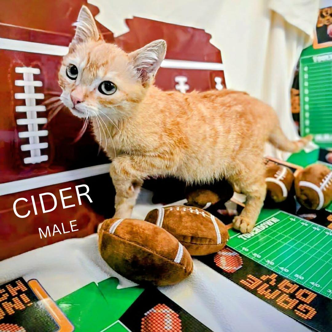 Cider