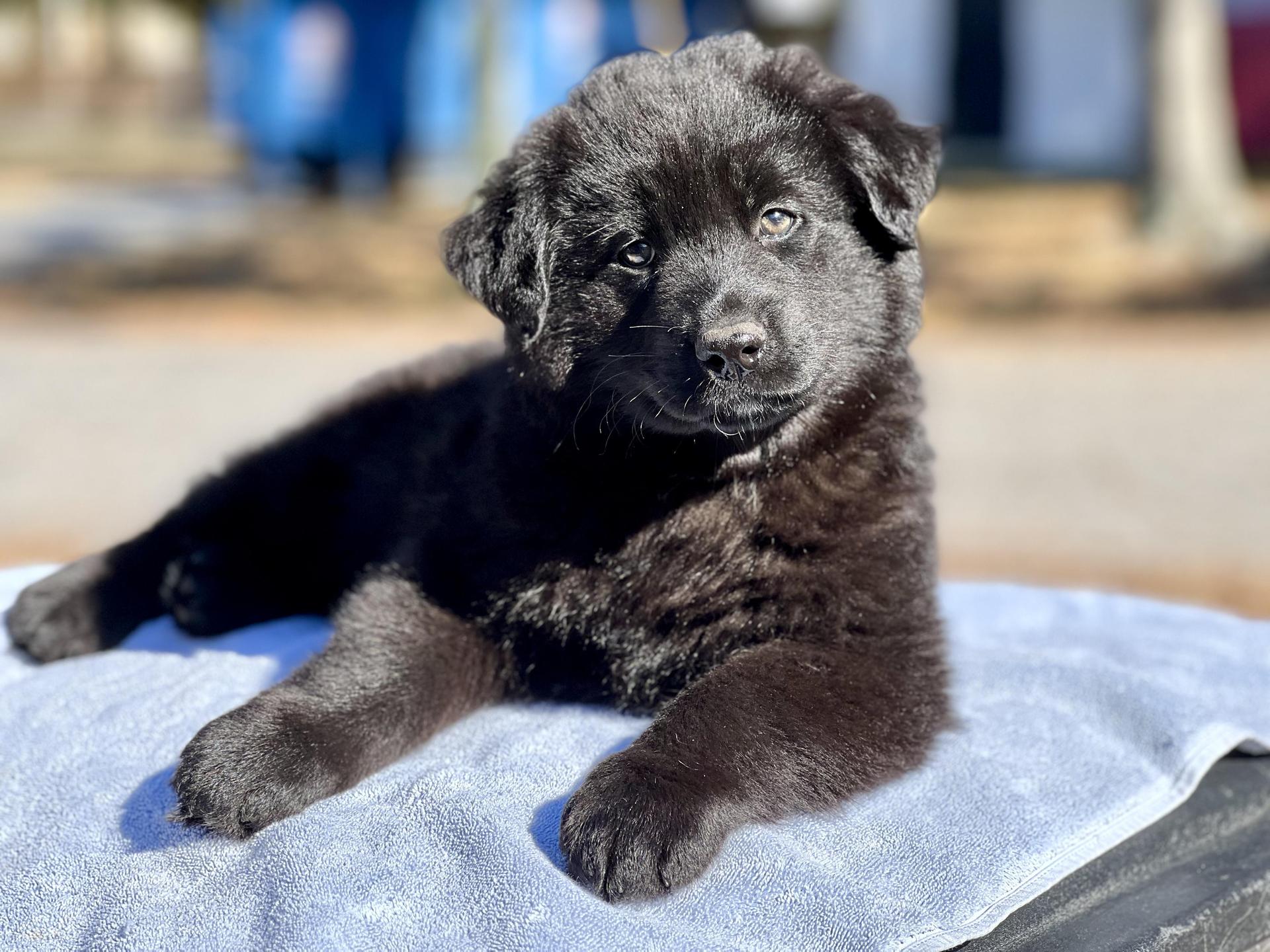 A baby large-sized male Black Mixed Breed dog named Johnny for adoption in Mt Pleasant, SC