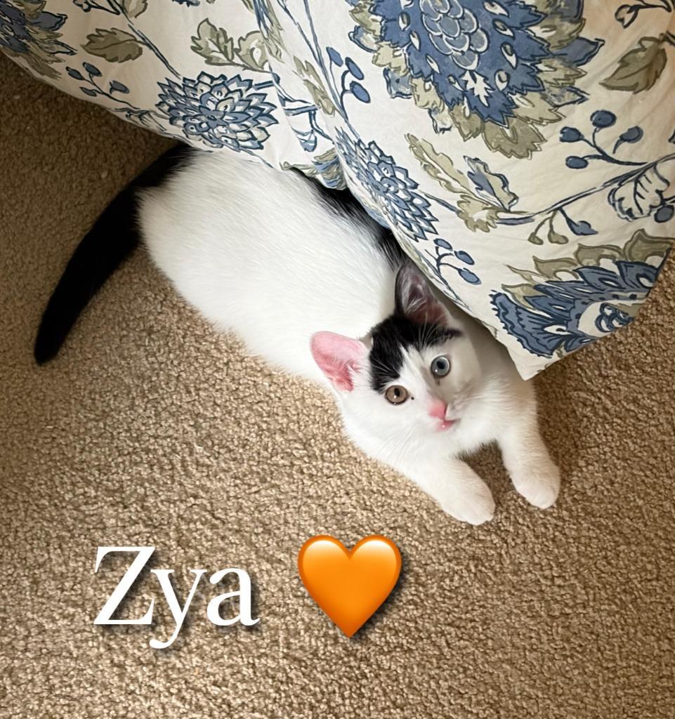 Zya