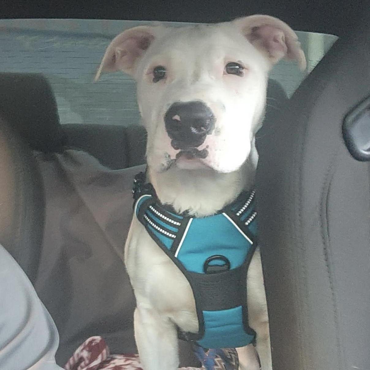 A young medium-sized male White / Cream Pit Bull Terrier dog named Eldon for adoption in Bethlehem, PA