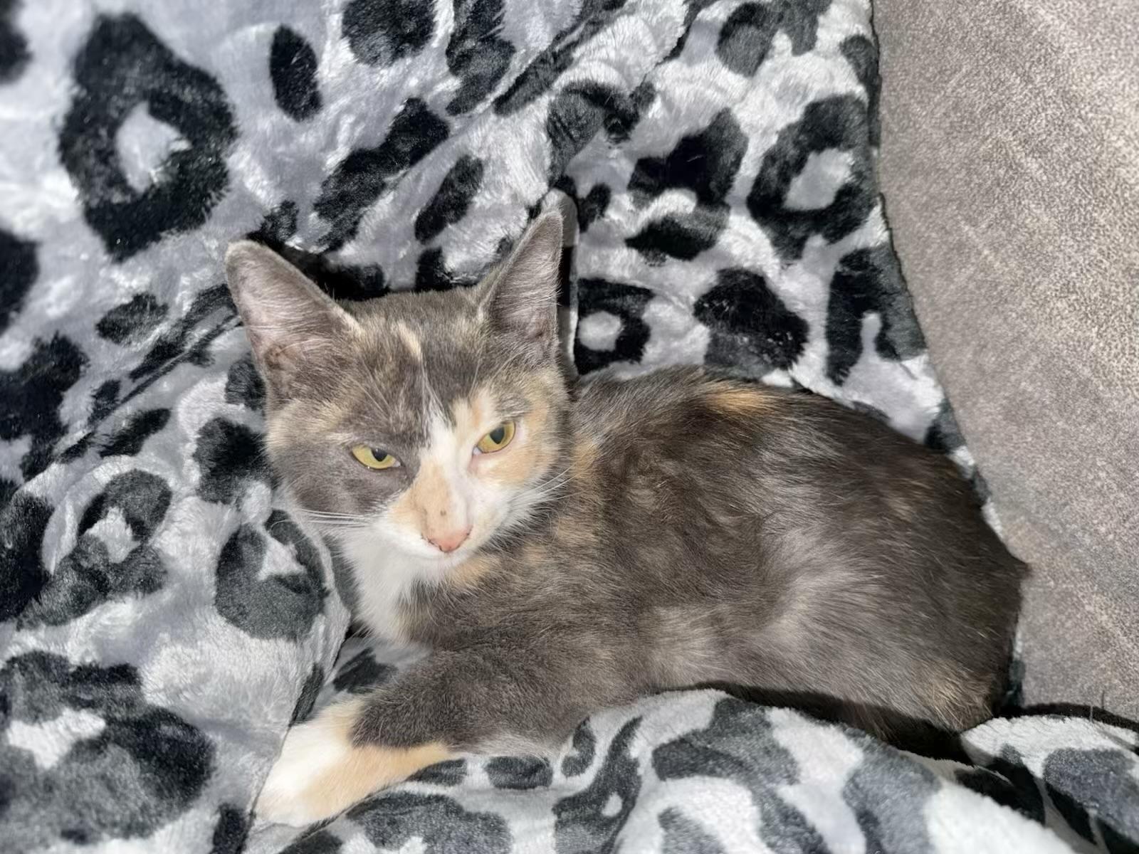 Mochi Kuykendahl Petsmart