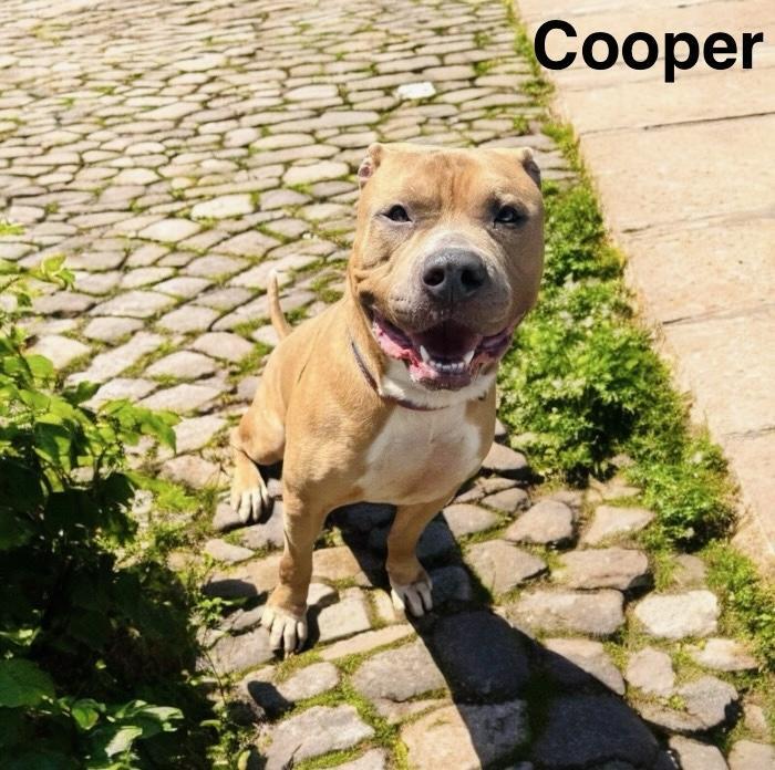 Cooper