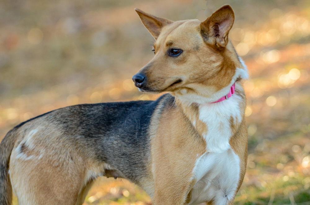 An adult small-sized female Hound dog named Biscuit for adoption in Brick, NJ