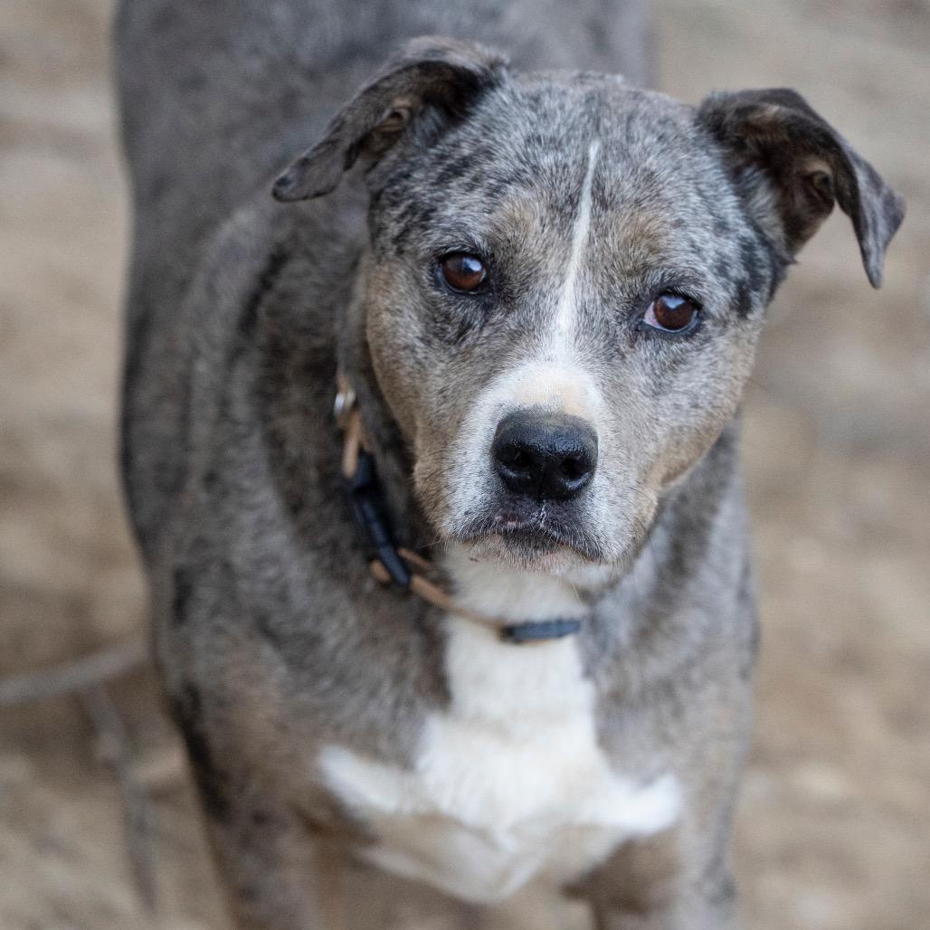A senior large-sized male Gray / Blue / Silver Mixed Breed dog named Levi for adoption in Alabaster, AL