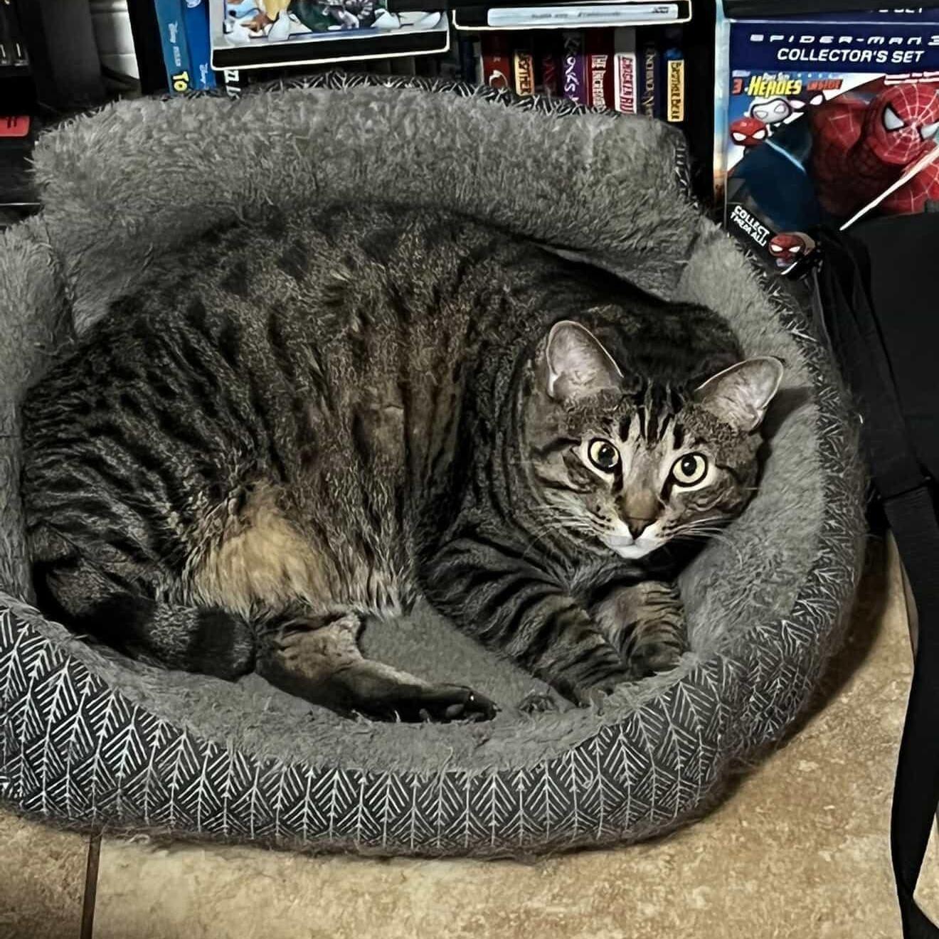 Zach~ Playful And Affectionate