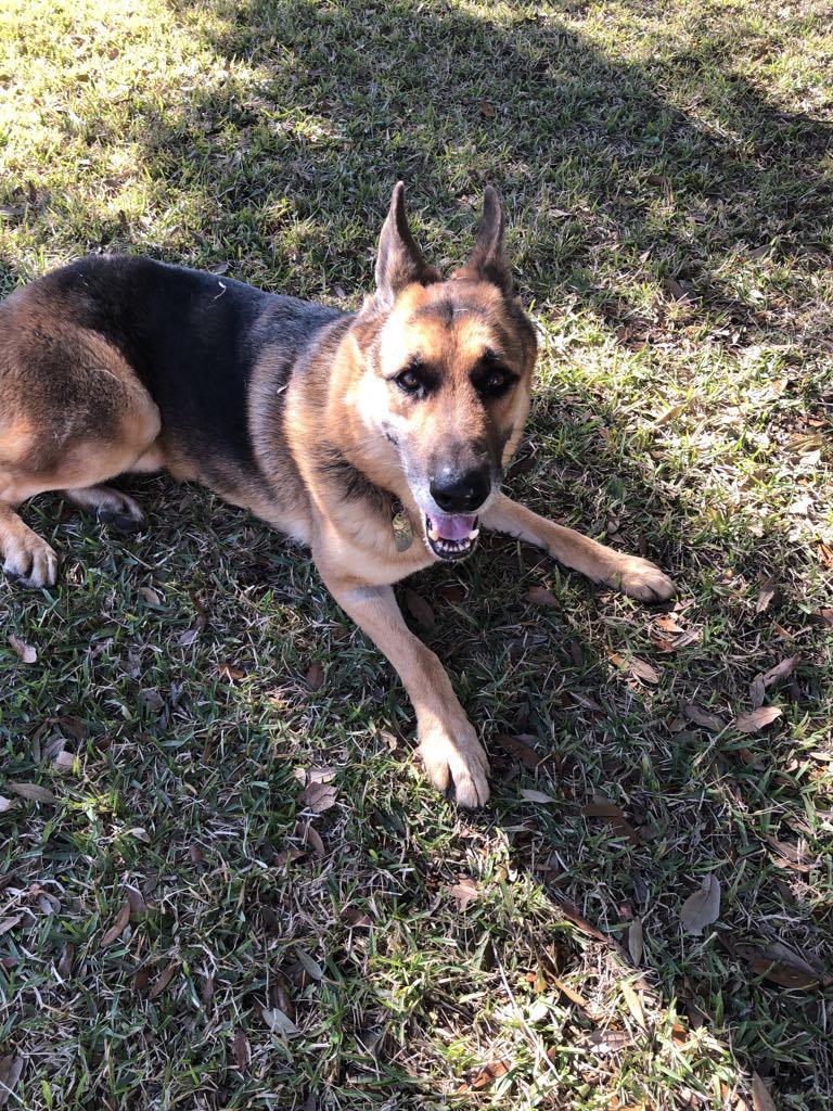An adult large-sized male German Shepherd Dog dog named Buck for adoption in Houston, TX