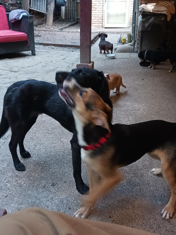 A baby large-sized female Tricolor (Brown, Black, & White) German Shepherd Dog dog named Marley for adoption in Greeneville , TN
