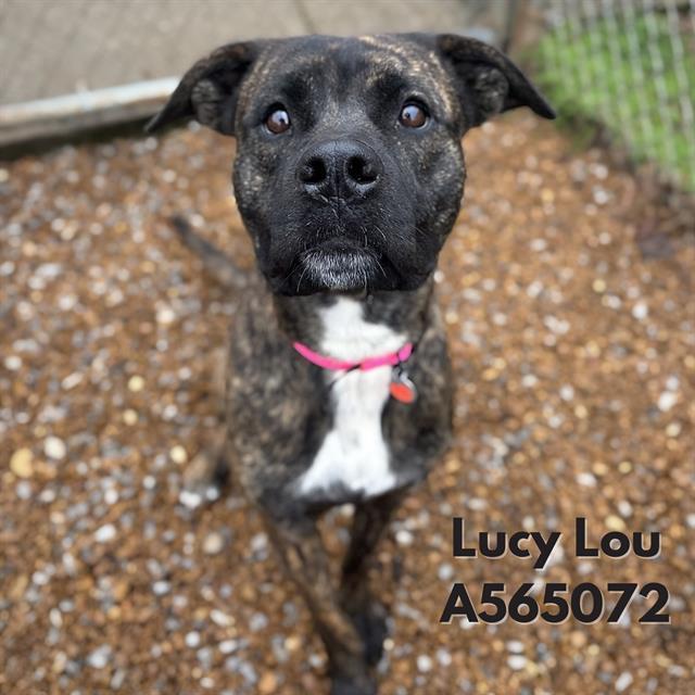 Lucy Lou