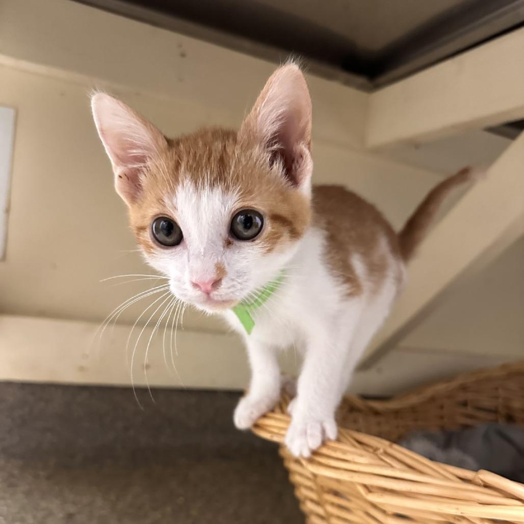 A baby small-sized male White Domestic Short Hair cat named Daffy for adoption in Blue Ridge, GA