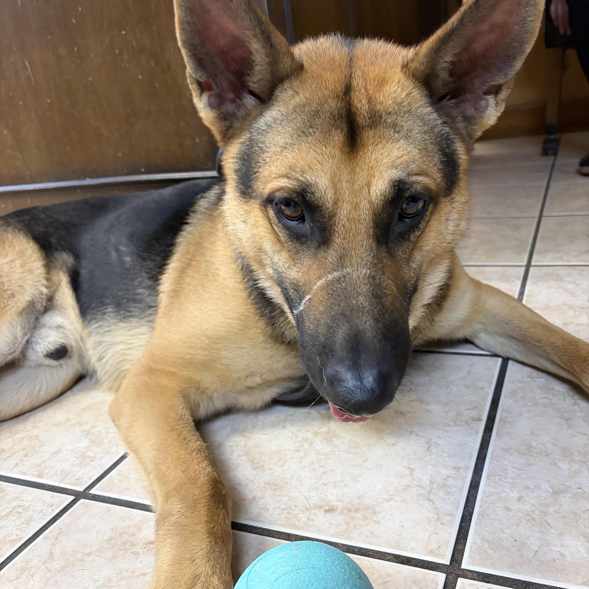 An adult large-sized male Brown / Chocolate German Shepherd Dog dog named Lucky Because You're Worth for adoption in Houston, TX