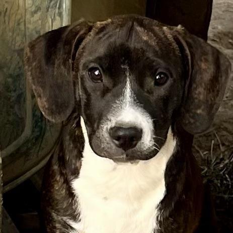 A baby medium-sized female Black Mouth Cur dog named Leslie for adoption in Alexandria, LA