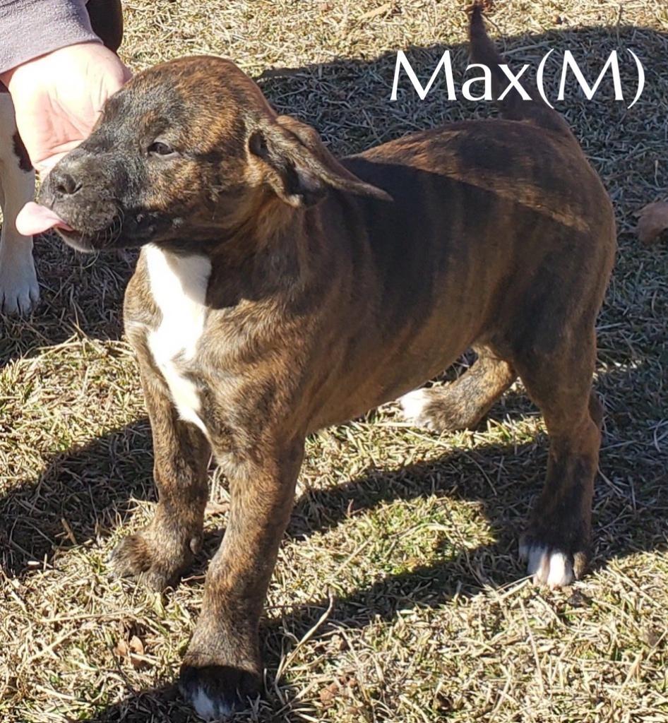Max