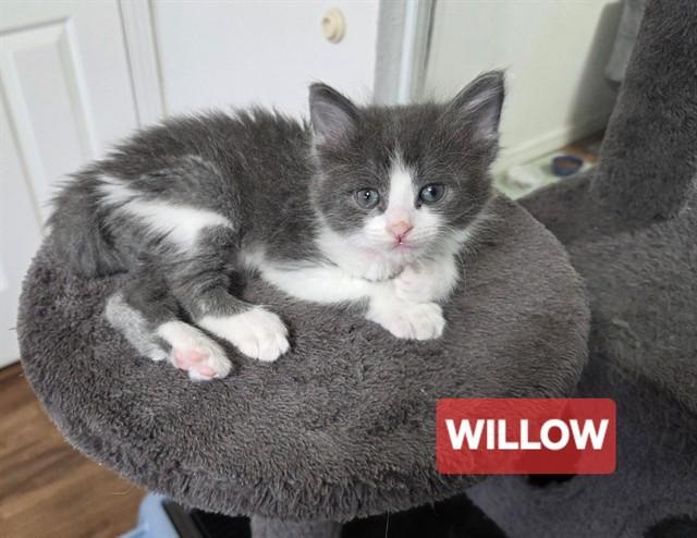 Willow