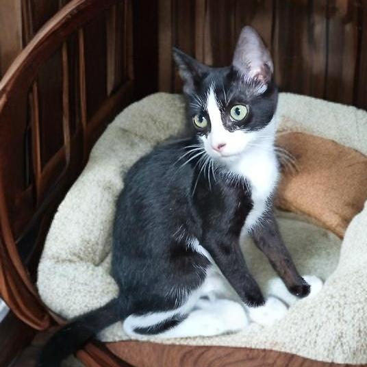 A baby small-sized male Black & White / Tuxedo Tuxedo cat named Elon for adoption in Miami, FL