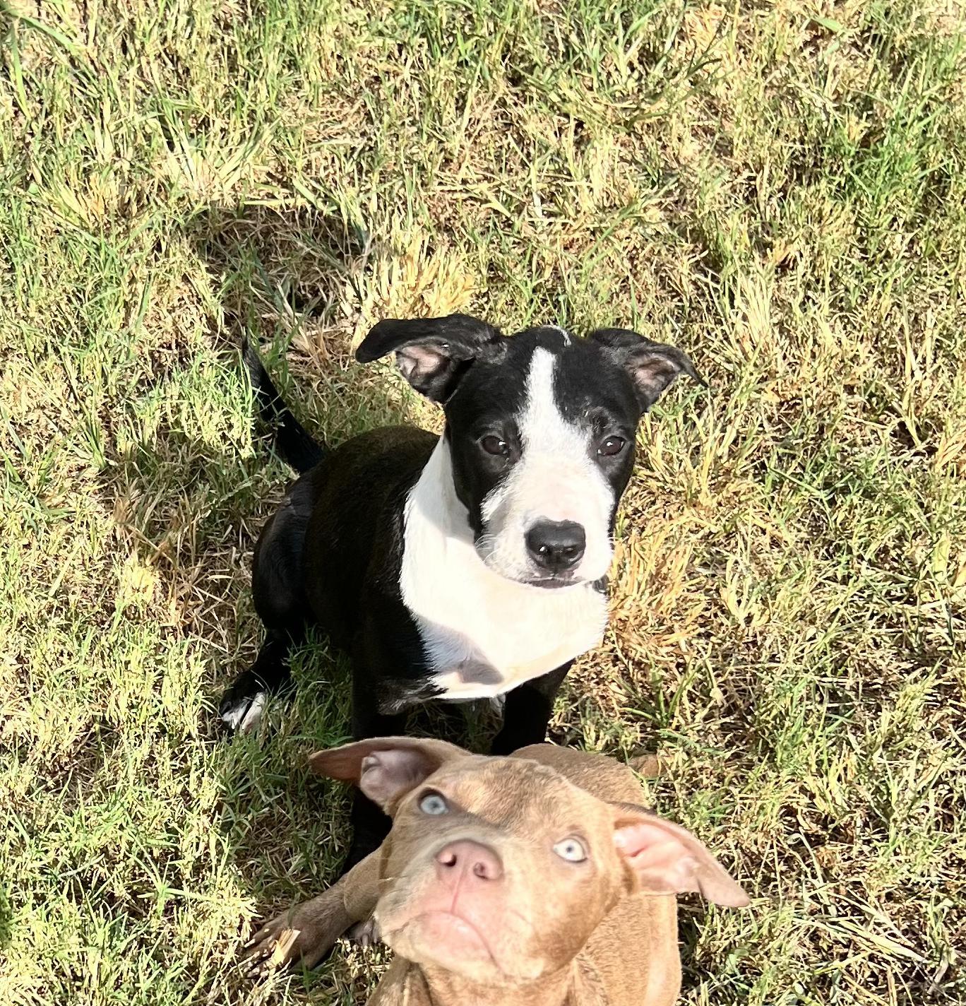 A baby small-sized male Black Mixed Breed dog named Reese for adoption in Longview, TX