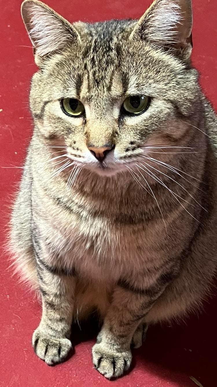 Cody & Pumpernickel Bonded