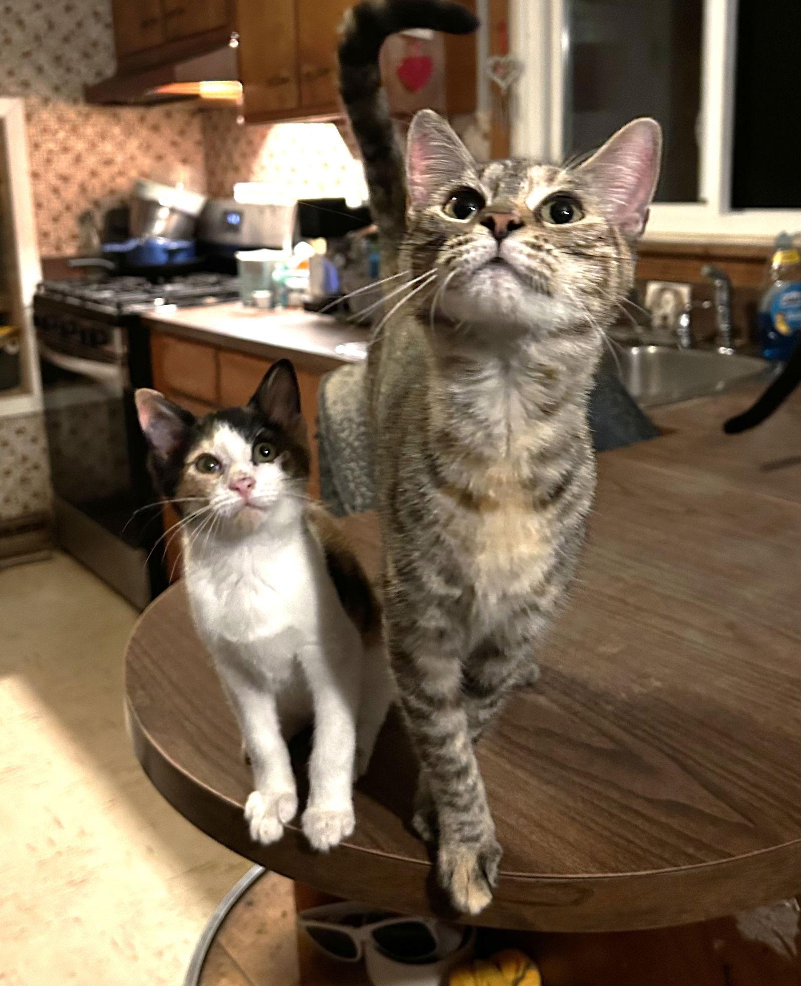 Petunia C Os photo 1