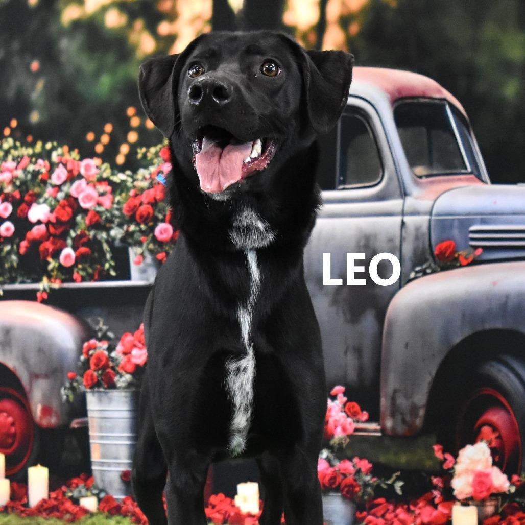 Leo