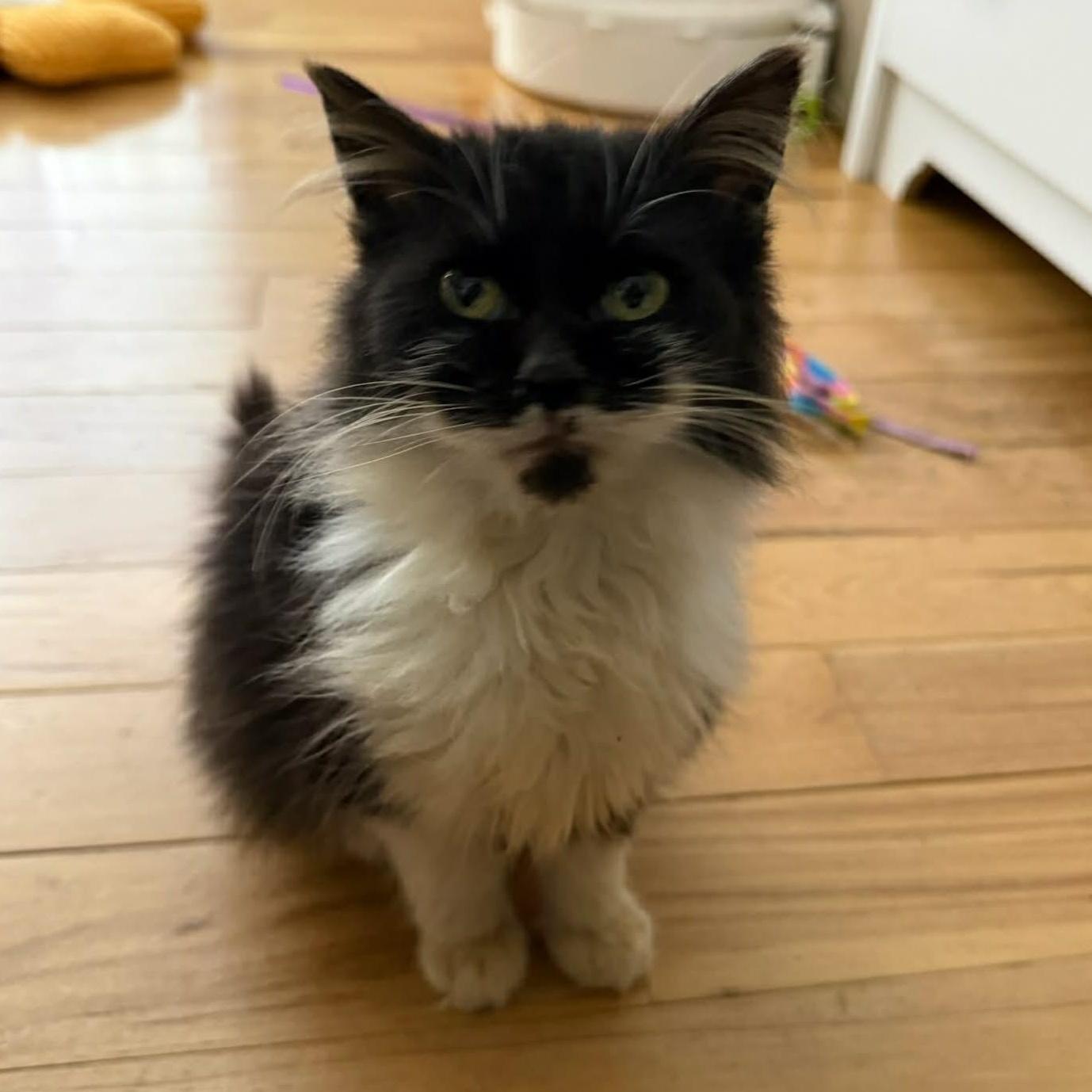 A baby small-sized male Black & White / Tuxedo Tuxedo cat named Dust Bunny for adoption in Grand Rapids, MI