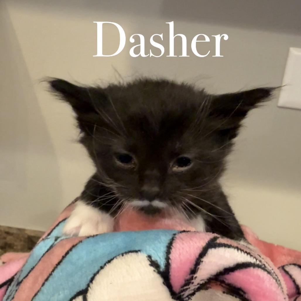 Dasher