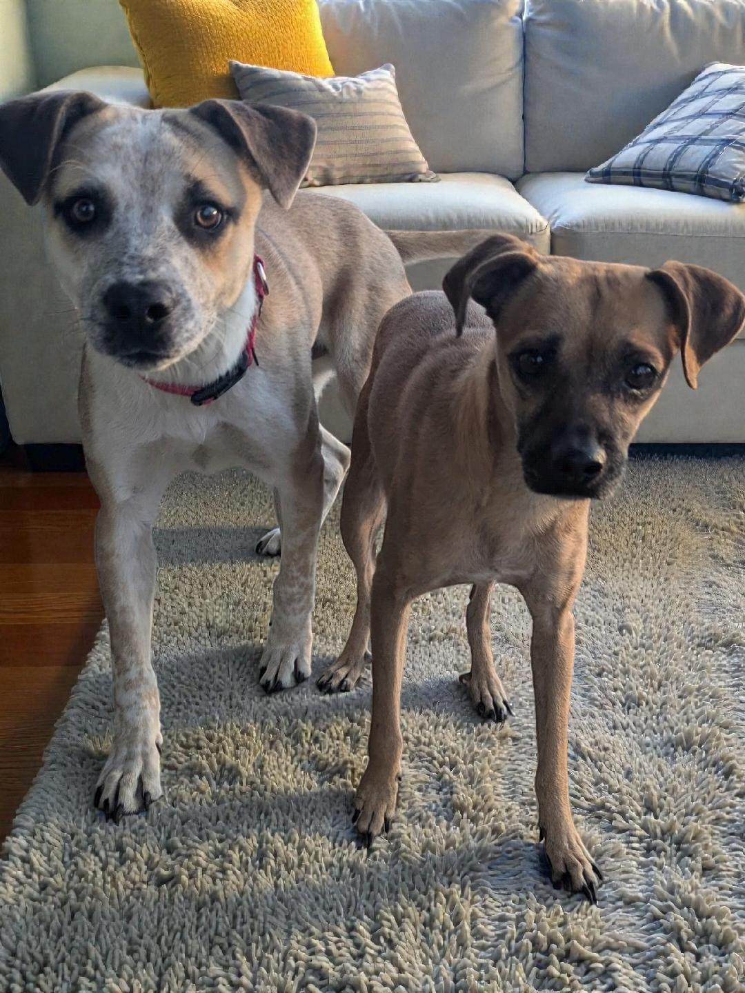 Cappuccino And Frapuchino