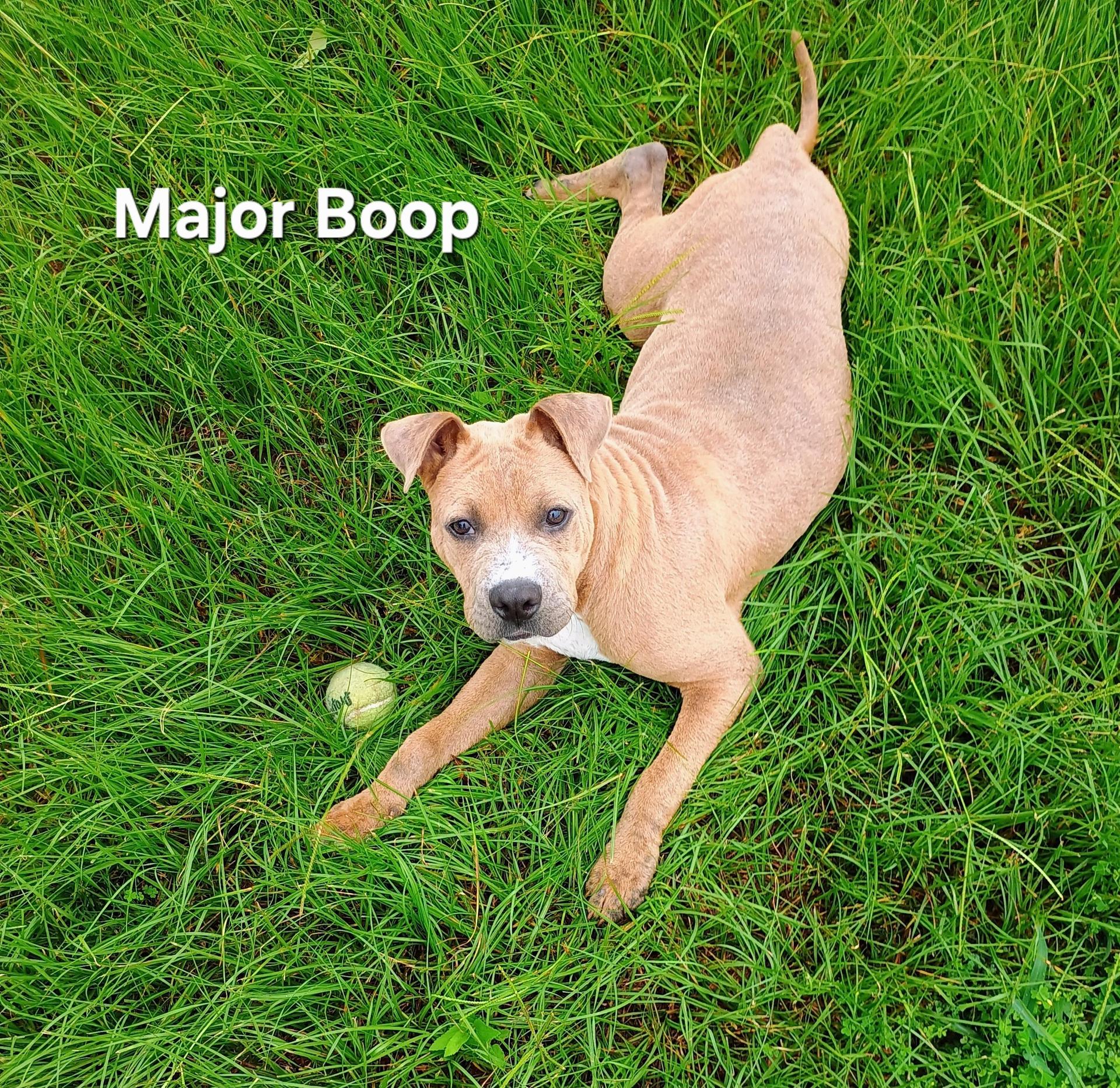 A young medium-sized male Brown / Chocolate American Staffordshire Terrier dog named Major for adoption in Houston, TX
