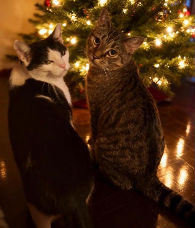A young medium-sized female Black & White / Tuxedo American Shorthair cat named Missy & Minnie for adoption in New York, NY