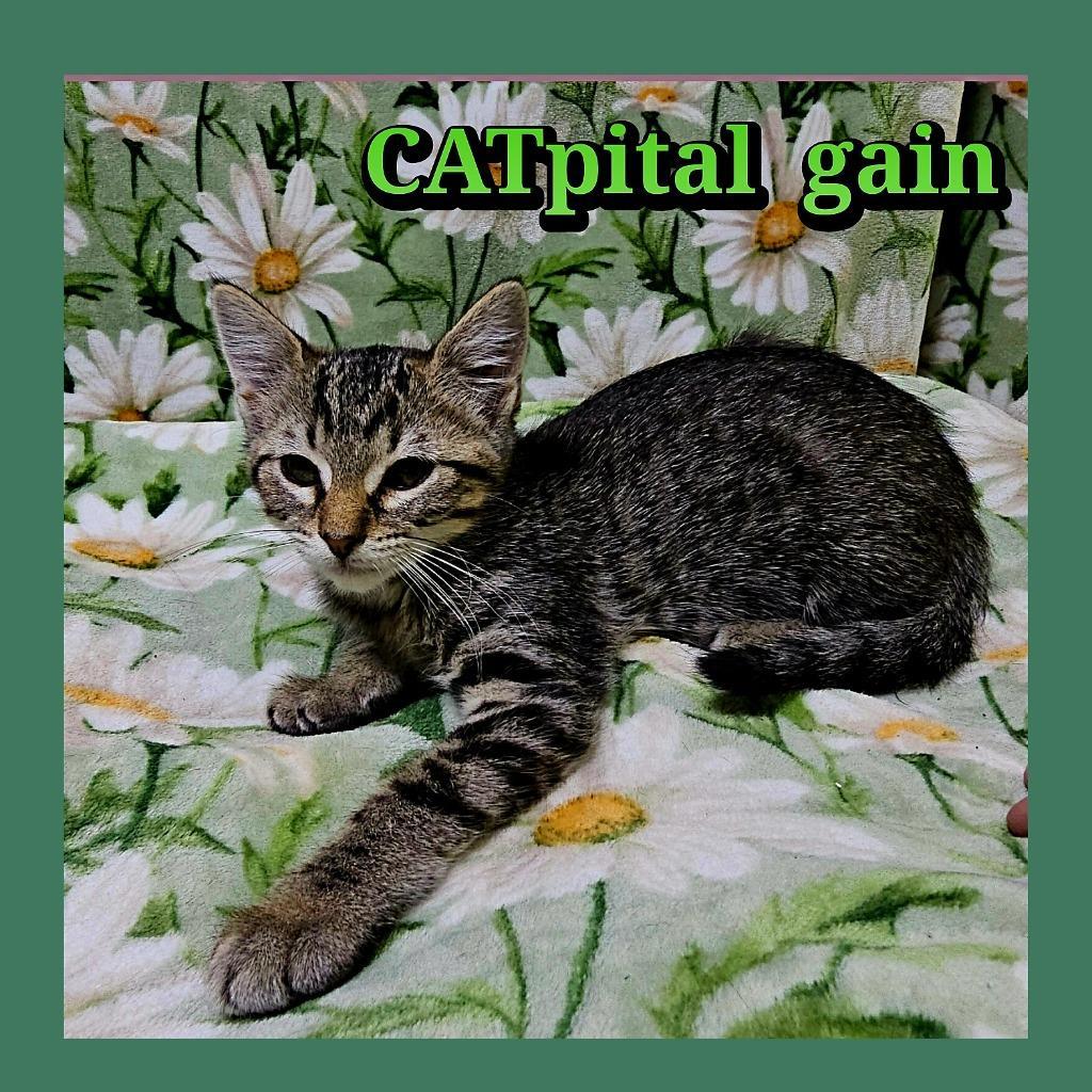 Catpital Gain photo 1