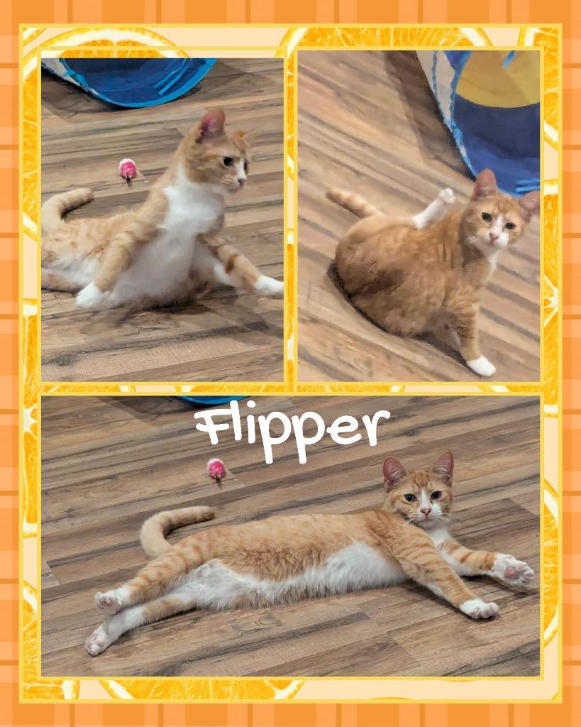Flipper