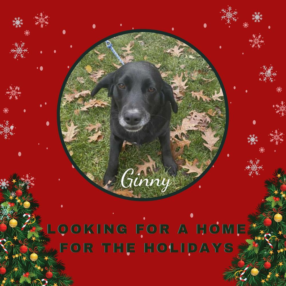 An adult medium-sized female Black Labrador Retriever dog named Ginny Bonded With for adoption in Elkhart , IN