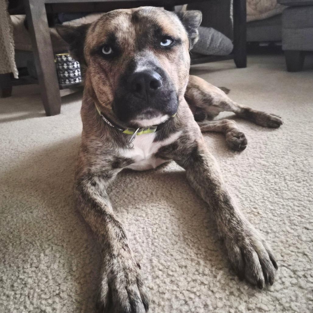 An adult medium-sized male Yellow / Tan / Blond / Fawn Mixed Breed dog named Bowie for adoption in Alexandria, VA