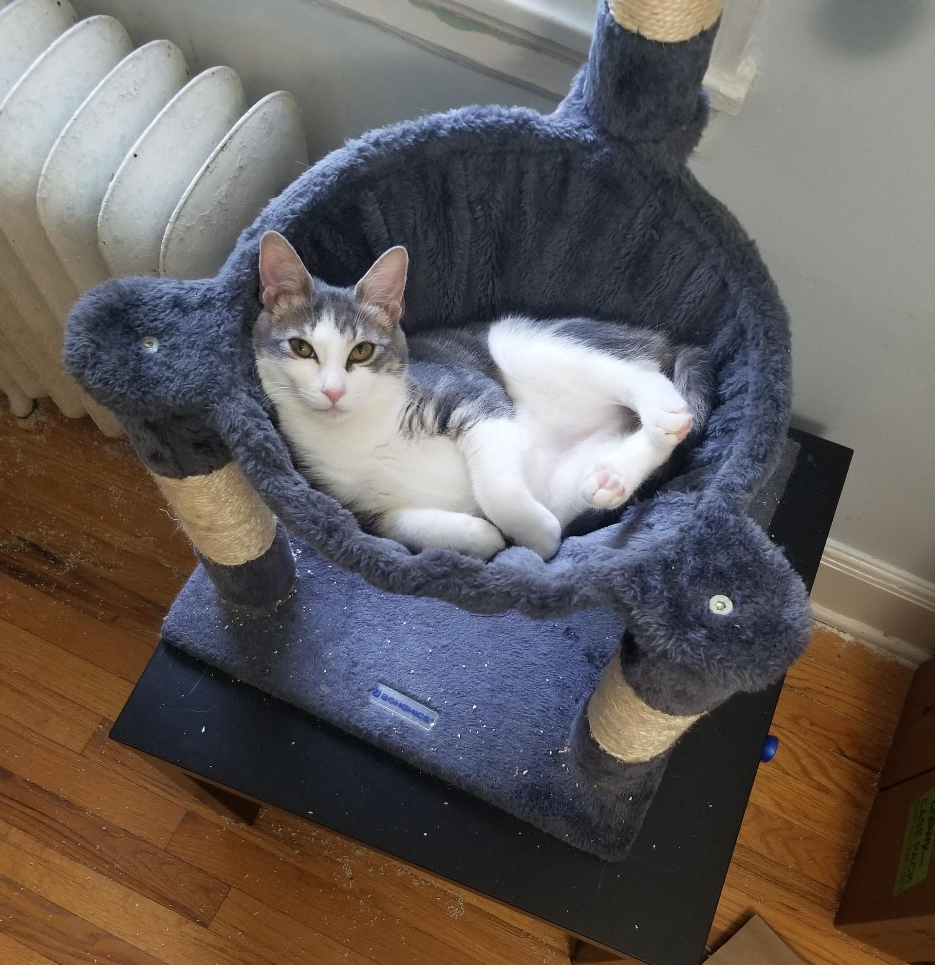 A young medium-sized male Tabby (Gray / Blue / Silver) Domestic Short Hair cat named Reebok for adoption in Baltimore, MD
